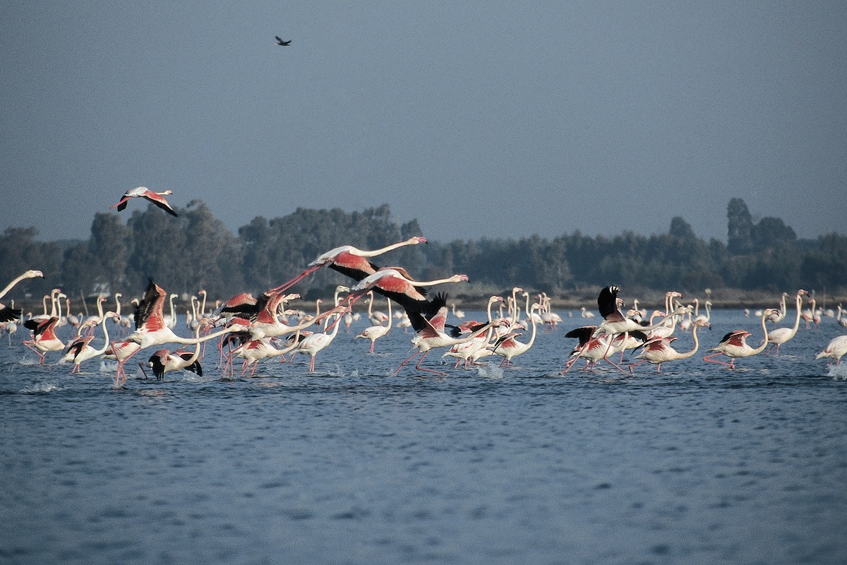 avvistare uccelli in maremma