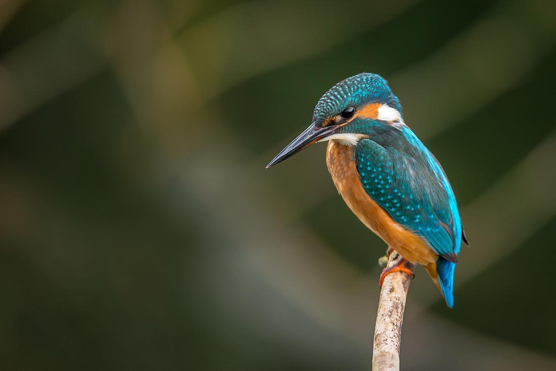 birdwatching