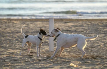 giochi-di-cani-sulla-spiaggia