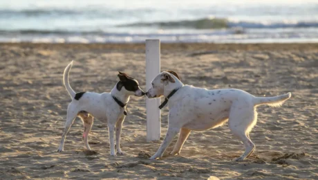 giochi-di-cani-sulla-spiaggia