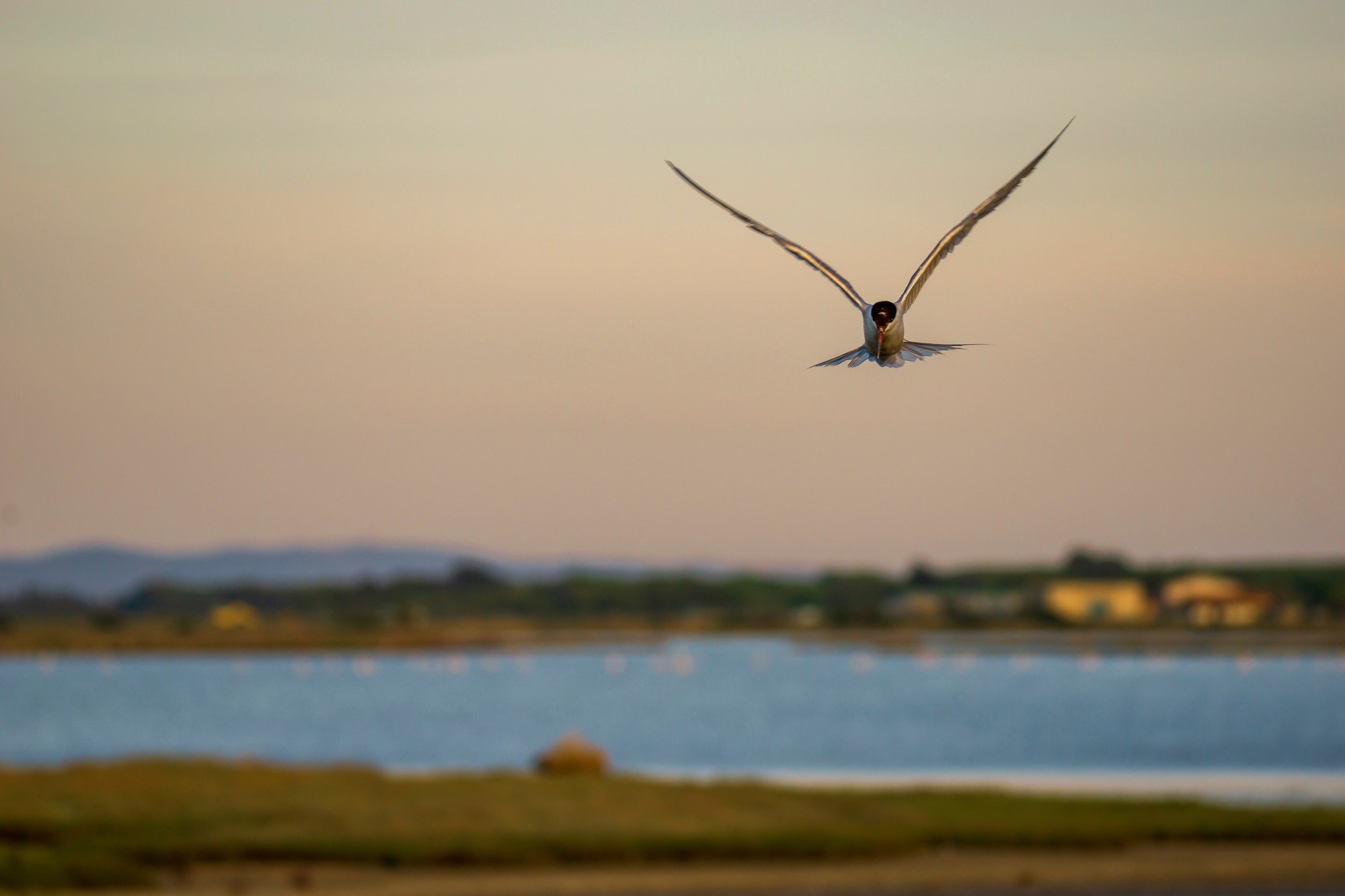 uccello_parco_della_maremma